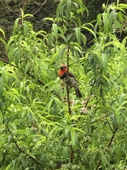 Lybius torquatus torquatus