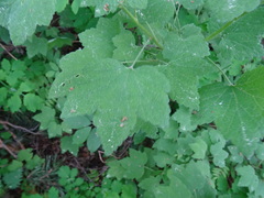 Ribes spicatum hispidulum