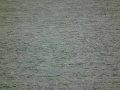 Podiceps auritus