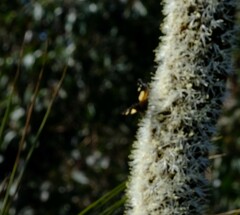 Vanessa itea