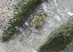 Acanthostracion quadricornis