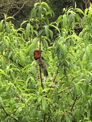 Lybius torquatus torquatus