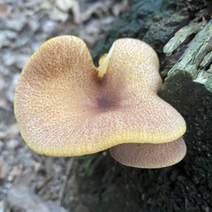 Tricholomopsis