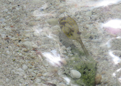 Acanthostracion quadricornis