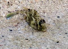 Acanthostracion quadricornis