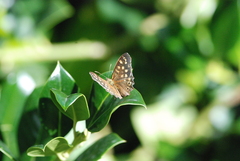 Pararge aegeria tircis