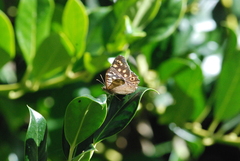 Pararge aegeria tircis