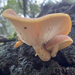 Tricholomopsis