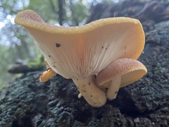 Tricholomopsis