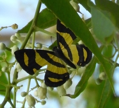 Baeotis zonata zonata