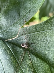 Dicranopalpus