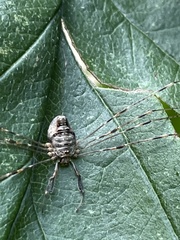 Dicranopalpus