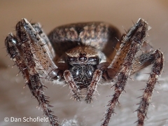 Larinioides ixobolus