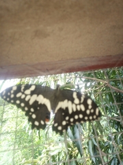 Papilio demodocus