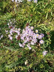 Aster amellus bessarabicus