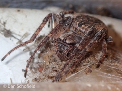 Larinioides ixobolus