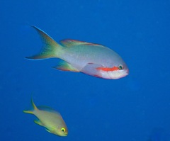 Pseudanthias huchtii