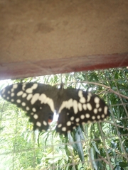 Papilio demodocus