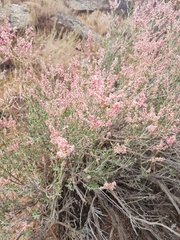 Atraphaxis frutescens