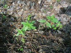 Cannabis sativa spontanea