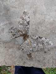 Thysania agrippina