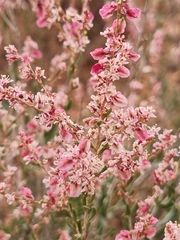 Atraphaxis frutescens