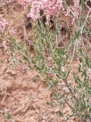 Atraphaxis frutescens