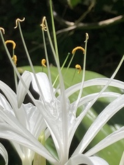 Hymenocallis