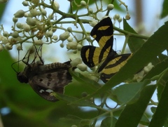 Polygonus leo arizonensis