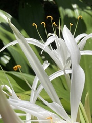 Hymenocallis