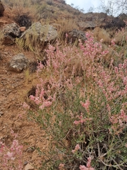 Atraphaxis frutescens