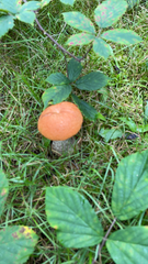 Leccinum aurantiacum