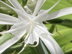 Hymenocallis