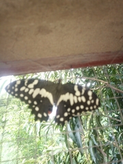 Papilio demodocus
