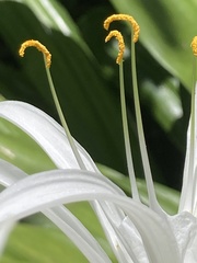 Hymenocallis