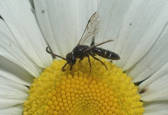 Sapyga quinquepunctata