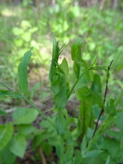 Lathyrus pisiformis