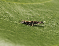 Cosmopterix