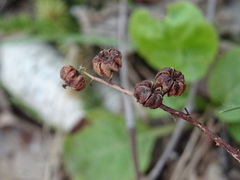 Pyrola