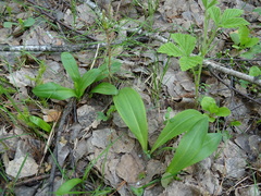 Platanthera bifolia