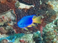 Pomacentrus coelestis