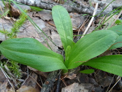 Platanthera bifolia