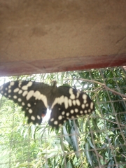 Papilio demodocus