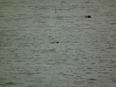 Podiceps auritus