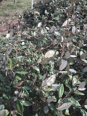 Elaeagnus henryi