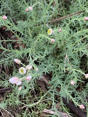 Rhodanthe anthemoides