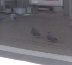 Columba livia domestica