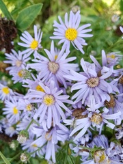 Aster amellus bessarabicus