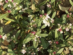 Polygonum plebeium