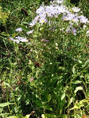 Aster amellus bessarabicus